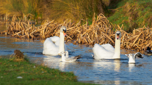 Swan couple in bushy park, london