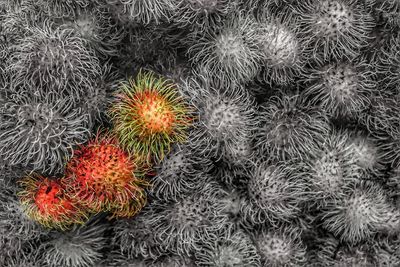 Full frame shot of berries