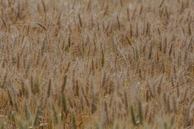 Full frame shot of wheat field