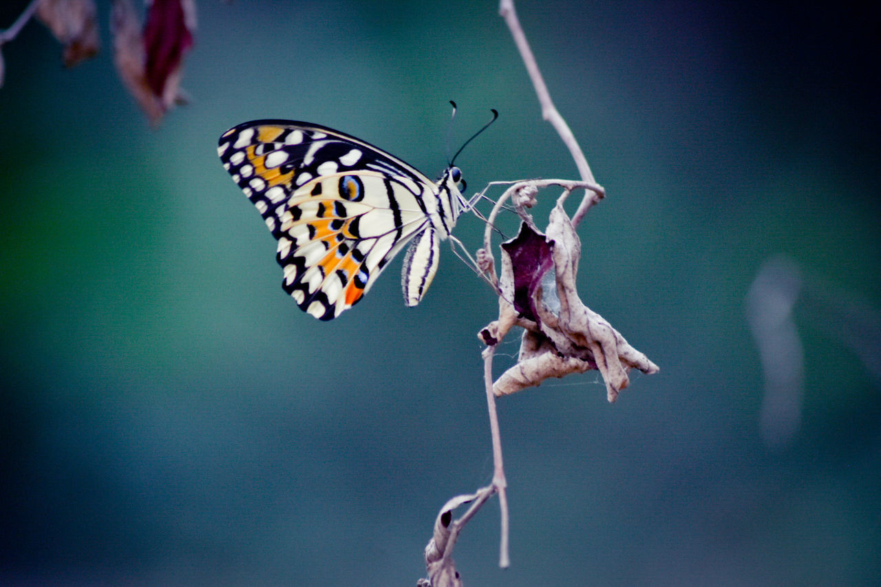 animal wildlife, animal themes, animals in the wild, animal, invertebrate, insect, one animal, close-up, animal wing, focus on foreground, beauty in nature, butterfly - insect, flower, no people, plant, fragility, nature, day, vulnerability, animal markings, outdoors, pollination