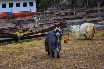 Miniature long haired pet goats with horns in rural farm by zipline tour near puerto vallarta mexico