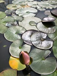 Close-up of lotus water lily in lake