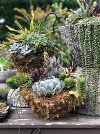 Close-up of potted plant