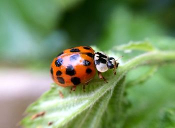 Close-up of ladybug on plant