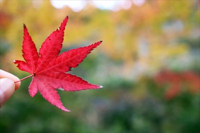 Close-up of red maple leaves