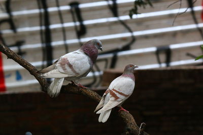 Close-up of bird perching outdoors