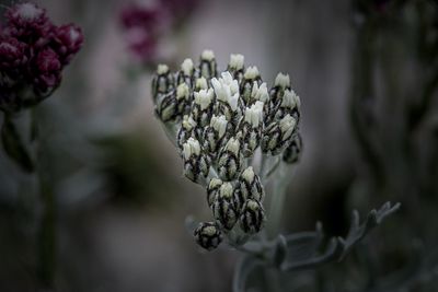 Close-up of white flowering plant