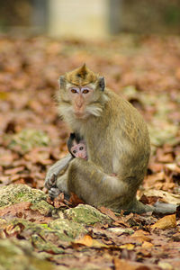 Portrait of monkey sitting on leaves