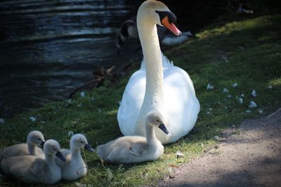 Father swan and cygnets resting by the side of the lake 