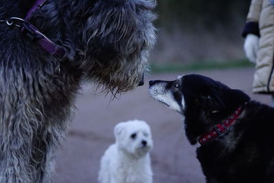 Close-up of puppy