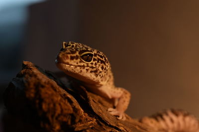 Close-up of lizard