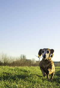 Dog standing on field