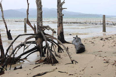 View of driftwood on beach