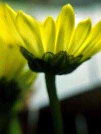 Close-up of yellow flowers