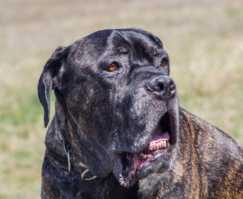 Close-up of cane corso looking away outdoors