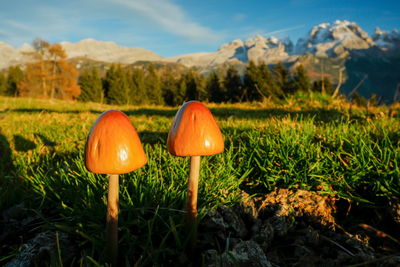 Close-up of mushroom growing on field against sky