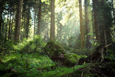 View of a forest