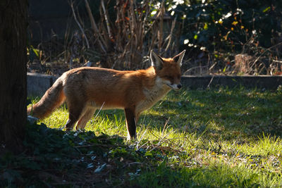 Fox standing on grassy field