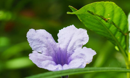 Close-up of purple flowering plant leaves