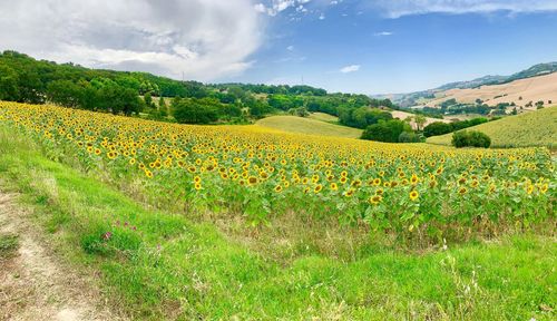 Scenic view of yellow flower field against sky