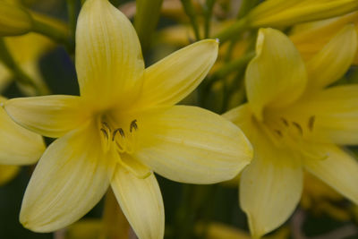 Close-up of day lily blooming outdoors