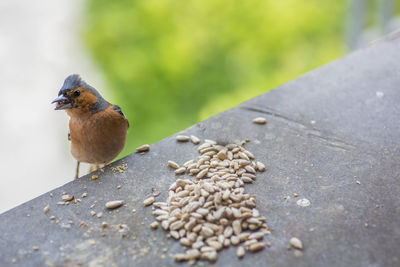 Close-up of sparrow perching on a bird