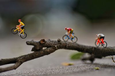 Close-up of bicycle on a tree