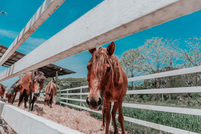 Horse standing in ranch against sky