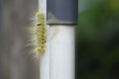 Yellow caterpillar crawling on the pipe, animal macro photo