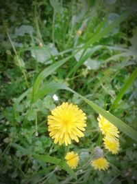 Close-up of insect on yellow flower