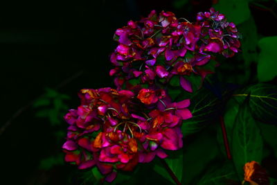 Close-up of pink flowering plant at black background