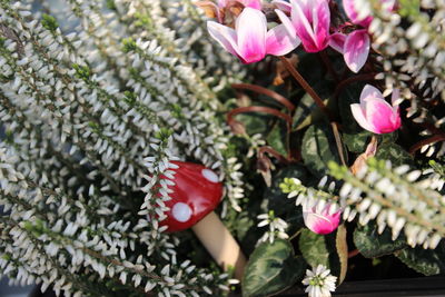 Close-up of pink flowering plants