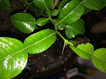 High angle view of insect on plant