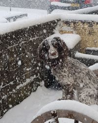 Dog on snow covered landscape