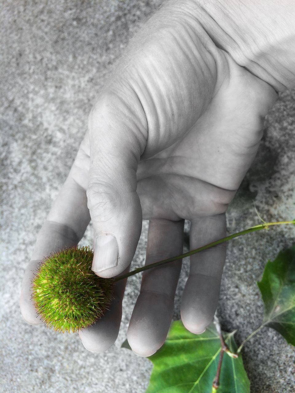 high angle view, plant, person, close-up, growth, leaf, part of, day, green color, nature, cropped, outdoors, freshness, grass, unrecognizable person, fragility, field