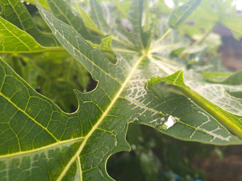 Close-up of spider on web