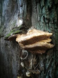 Close-up of mushroom growing on tree trunk