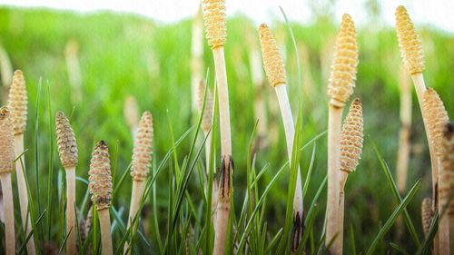 Close-up of wheat growing on field