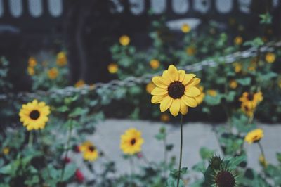 Close-up of yellow cosmos flowers blooming outdoors