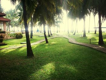 Palm trees in park