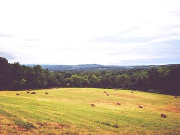 Scenic view of grassy field against sky