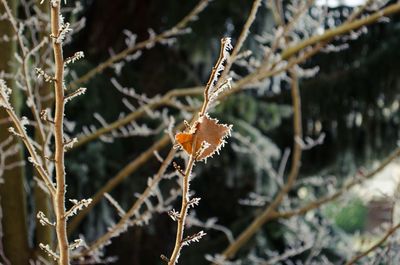 Close-up of frozen plant during winter