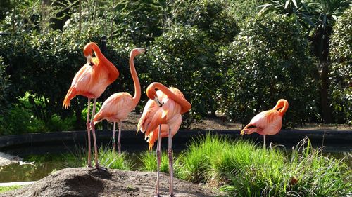 Flamingos in a lake