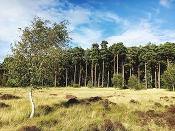 Trees on field against sky