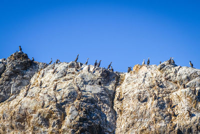 Low angle view of sheep on rock against clear blue sky