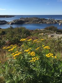 Yellow flowering plants on beach
