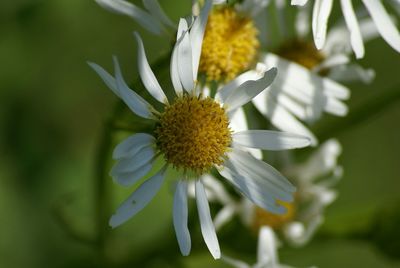 Close-up of white flowers blooming outdoors