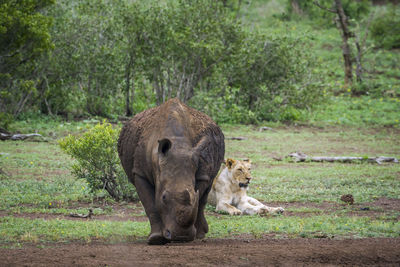 Rhinoceros walking by lioness on land