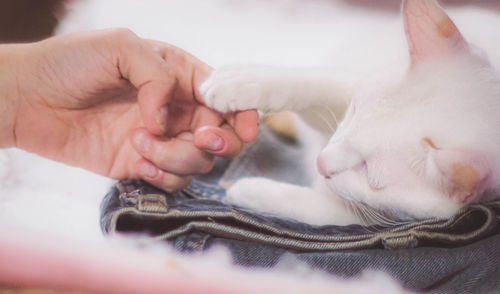 Close-up of hands holding cat