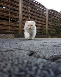 White cat sitting on floor in city